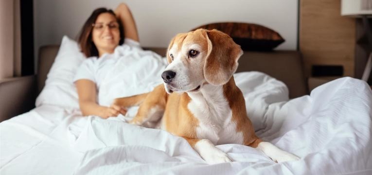 isto é o que tem de saber antes de adotar um cão