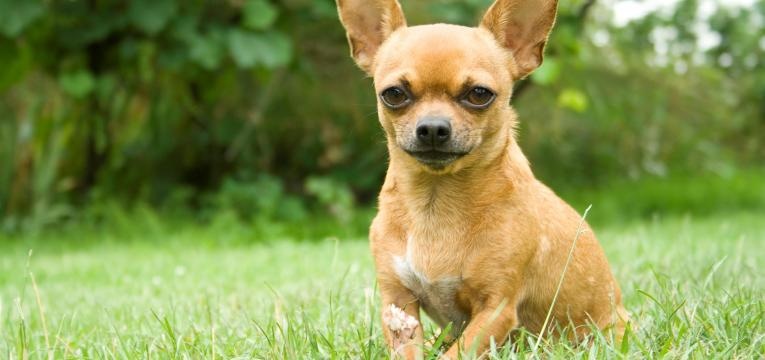 ALT chihuahua