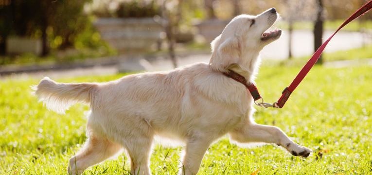 golden retriever