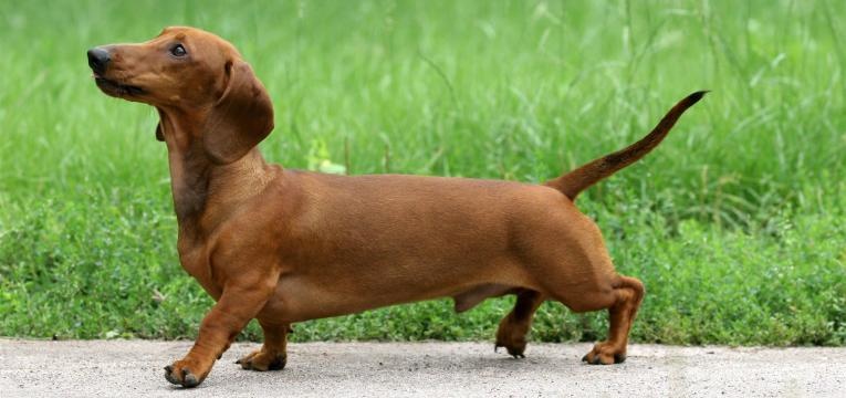 ALT daschund