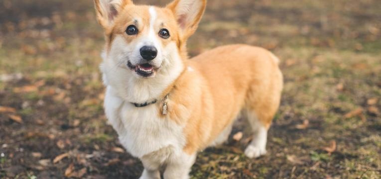 ALT corgi