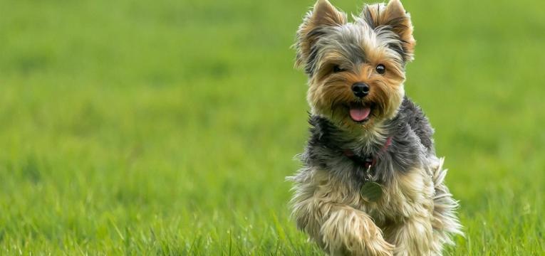 ALT yorkshire terrier