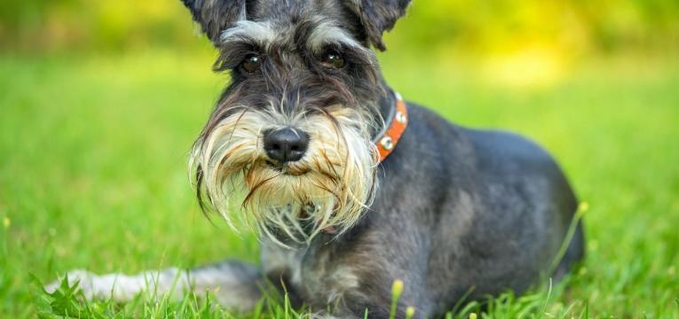 ALT schnauzer