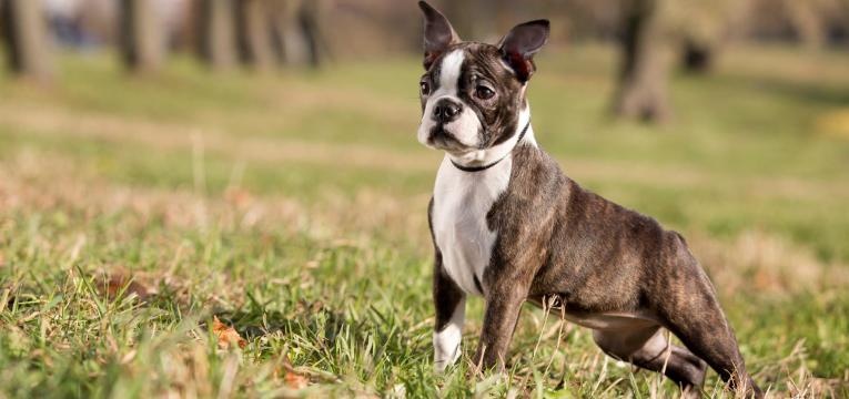 ALT boston terrier