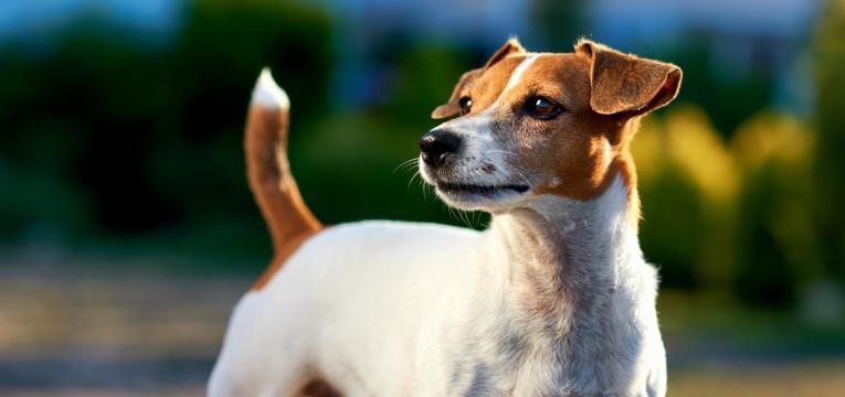 ALT jack russell terrier