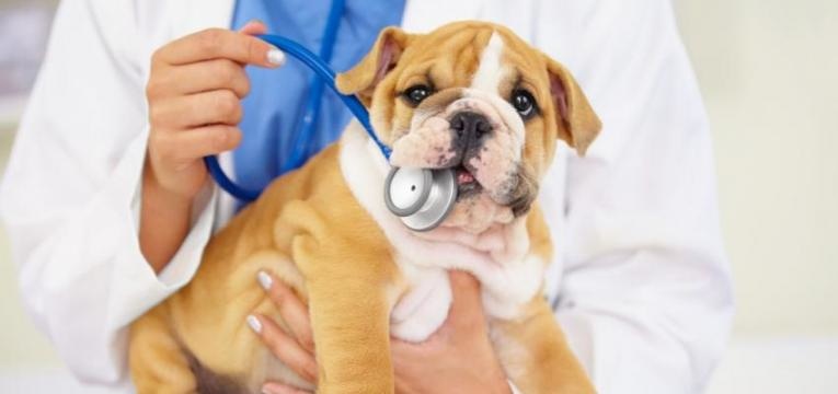 cão no veterinário