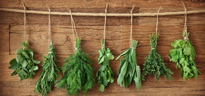 8 ervas aromáticas que podem ser cultivadas num frasco apenas com Ã¡gua