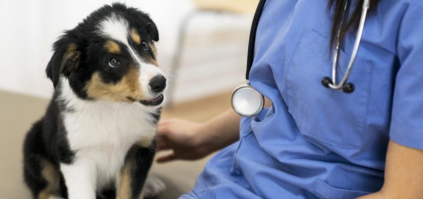 VeterinÃ¡rio low cost: o que ter em conta e onde encontrar