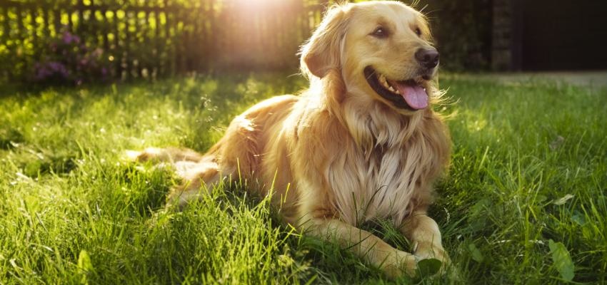 Golden Retriever: tudo sobre esta raÃ§a adorada