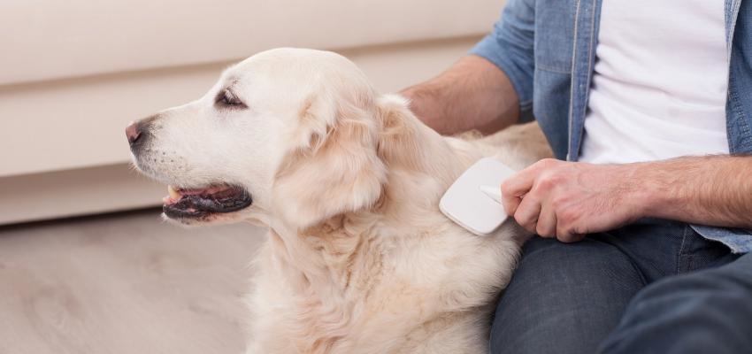 Como cuidar do pelo do cÃ£o e deixÃ¡-lo bonito e brilhante