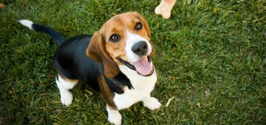 Afinal, porque Ã© que os cÃ£es abanam a cauda?