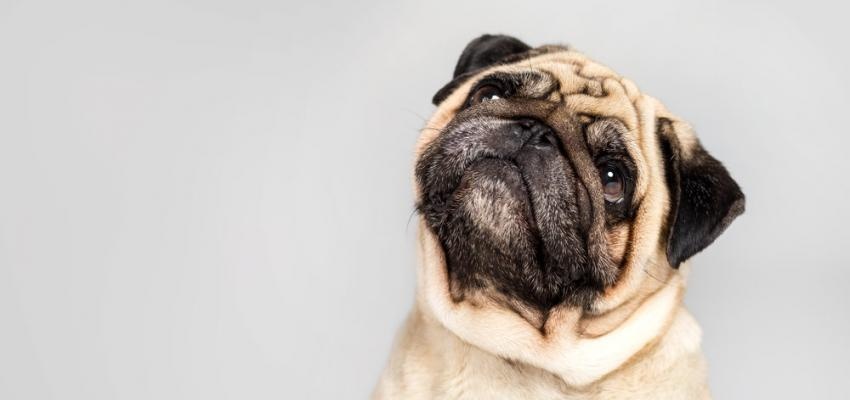 15 sinais de que o seu cÃ£o estÃ¡ doente: como identificÃ¡-los?