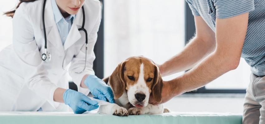 VacinaÃ§Ã£o dos cÃ£es: conheÃ§a o plano que nÃ£o pode falhar