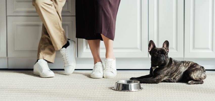 Os melhores cÃ£es para apartamento: 8 raÃ§as ideais para ter aÃ­ em casa