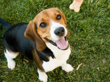 Afinal, porque é que os cães abanam a cauda?