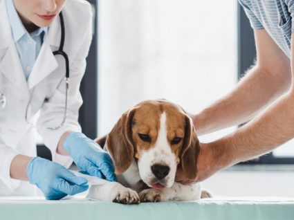 Vacinação dos cães: conheça o plano que não pode falhar