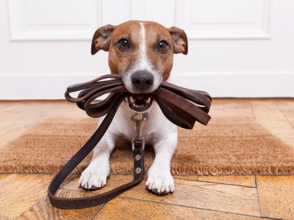 Sabe quantas vezes deve passear o seu cão?