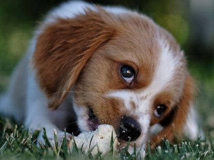 Bolos para cães: 5 receitas que os patudos vão adorar