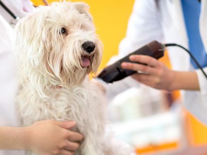 Tosquiar o cão: sim ou não?