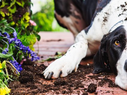 Conheça 5 plantas venenosas para animais