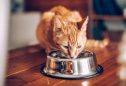 Comida para gato: saiba qual deve escolher