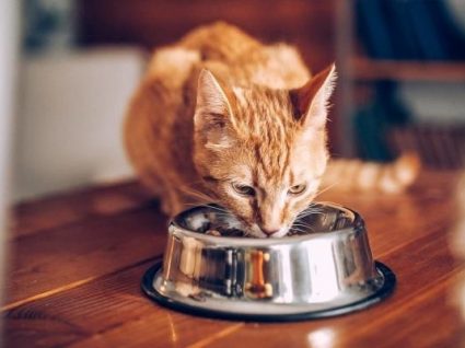 Comida para gato: saiba qual deve escolher