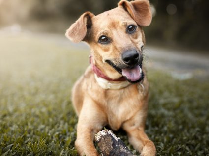 5 personalidades dos cães: como escolher o seu melhor amigo