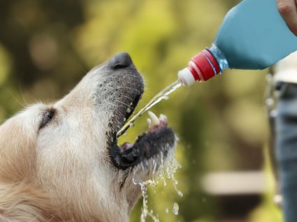 Animais de estimação e calor: dicas e cuidados essenciais