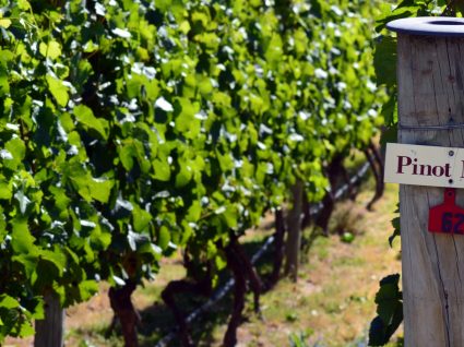 Os melhores vinhos franceses que tem de experimentar o quanto antes