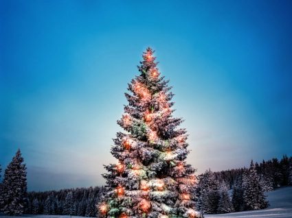 As 6 árvores de Natal mais bonitas do mundo