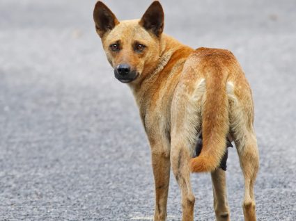 Saiba o que fazer quando encontra um animal ferido ou perdido