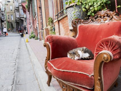 Conheça a cidade que mais adora gatos