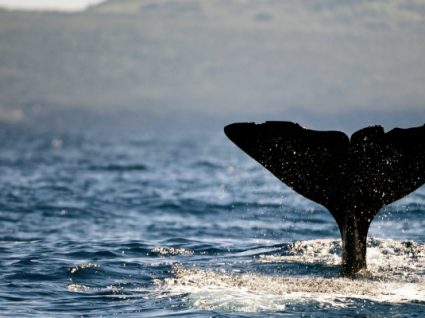 9 coisas diferentes para fazer nos Açores