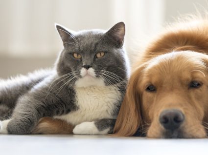 Descubra quantos animais pode ter em casa