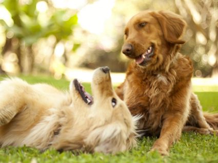 50 curiosidades sobre cães: deixe-se surpreender