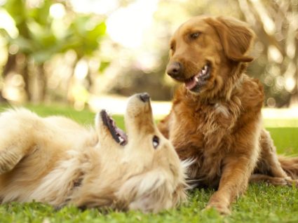 Gaia recebe primeiro festival para cães em Portugal