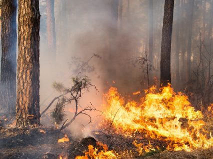 Riscos respiratórios durante os incêndios para a população