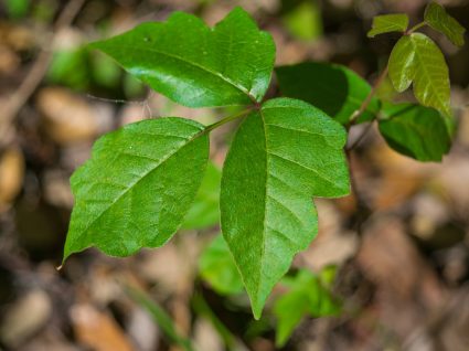 Hera venenosa: 5 receitas caseiras para atenuar a alergia