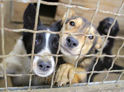 Animais para adoção: onde procurar e cuidados a ter