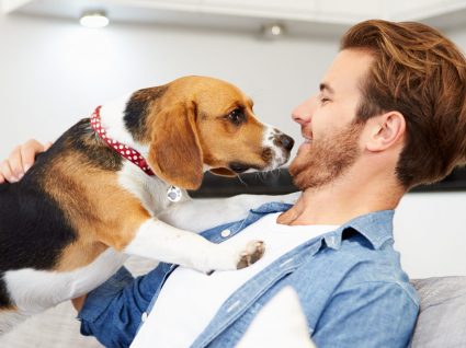 Seguros para cães: o que cobrem e quanto custam