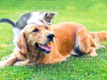 Nomes para animais de estimação: mais de 100 sugestões