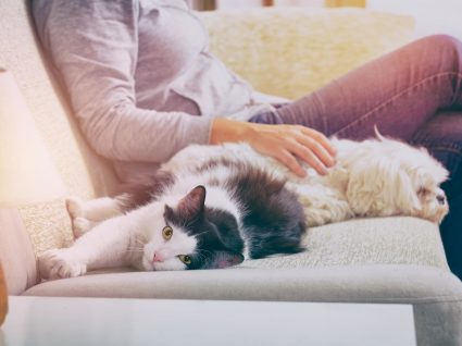 10 objetos domésticos perigosos para o seu animal de estimação