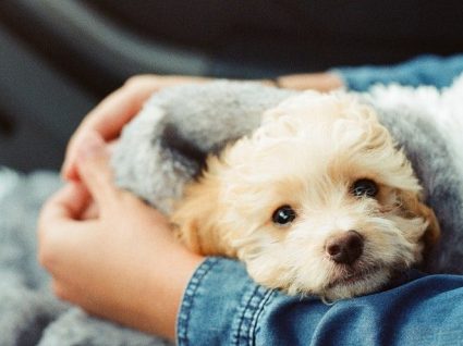 6 sítios onde vai encontrar cães para adotar e cuidados a ter