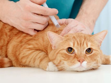 Plano de vacinação para gatos: gratuito ou obrigatório?