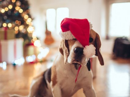 8 prendas de Natal para animais: ideias para alegrar o seu amigo