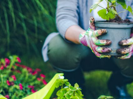 5 prendas de Natal para quem gosta de plantas