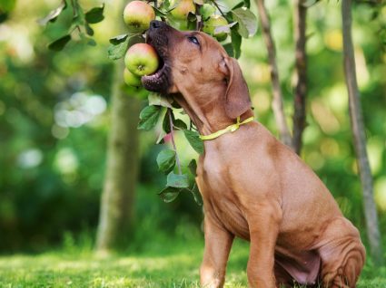 Comida saudável para animais: 13 boas sugestões