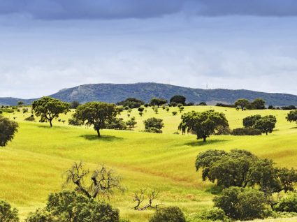 Castro Verde classificado como Reserva da Biosfera da UNESCO