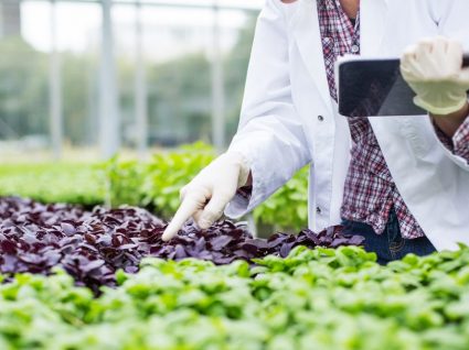 Emprego em agricultura: um setor em crescimento