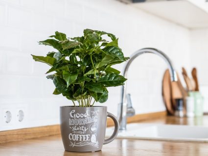 Plantas na cozinha? Conheça as melhores opções